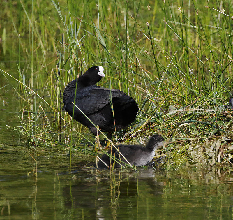 欧亚白骨顶(Fulica atra)年老带幼(按巢)